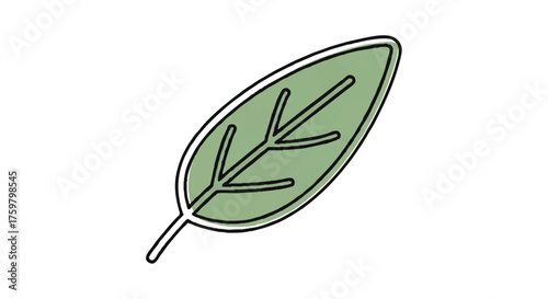 Sage leaf outline icon vector