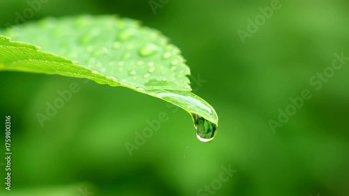 Leaf with Water Droplet: Freshness and Nature's Beauty