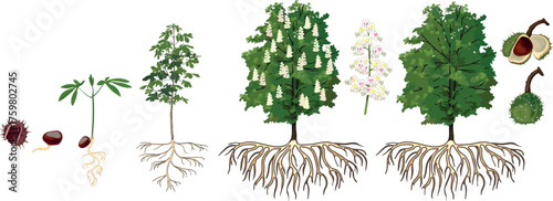 Life cycle of horse chestnut tree (Aesculus hippocastanum). Growth stages from seed and sprout to old tree with root system and green crown isolated on white background	