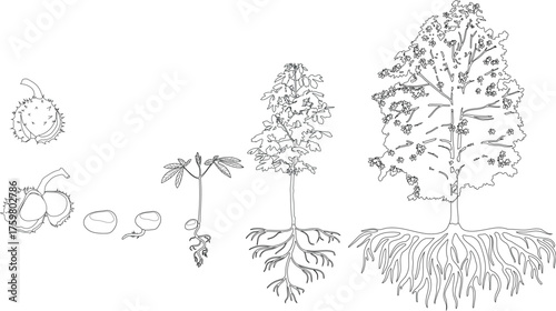 Coloring page with life cycle of horse chestnut tree (Aesculus hippocastanum). Growth stages from seed and sprout to old tree with root system isolated on white background	