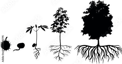Black silhouette of life cycle of horse chestnut tree (Aesculus hippocastanum). Growth stages from seed and sprout to old tree with root system isolated on white background	