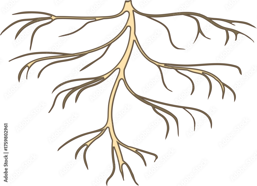 Naklejka premium Root isolated on white background 