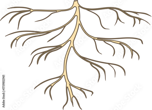 Root isolated on white background	