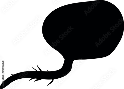 Black silhouette of seed of horse chestnut (Aesculus hippocastanum) germination isolated on white background	