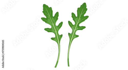 Fresh Arugula Leaves Isolated on White Backdrop, Representing Healthy Eating and Natural Vegan Ingredients for Culinary Use in Salad Recipes, Marketing Materials, Restaurant Menus, Green Food Illustra