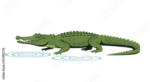 A green alligator walks in the water.