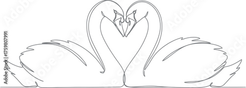 Two swans forming a heart shape with their necks