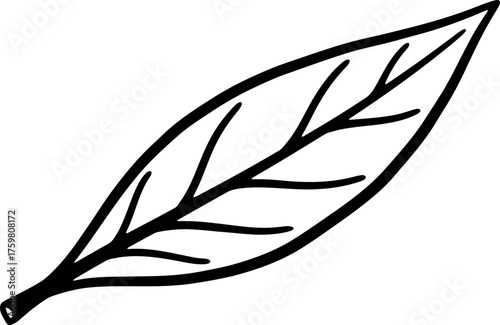 Simple hand drawn outline of an elongated leaf