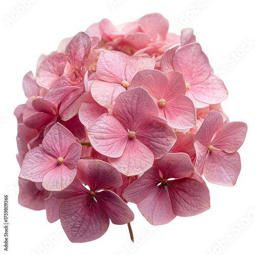 pink hydrangea cluster on tramsparent png background