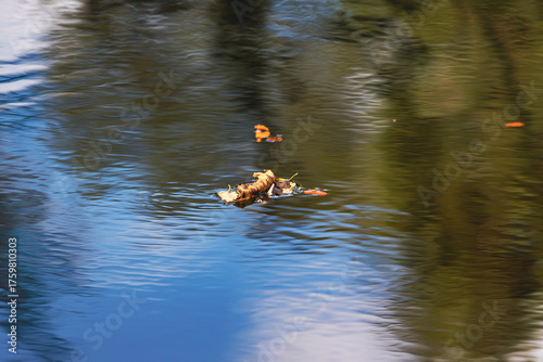 Herbstlaub auf einem Fluß