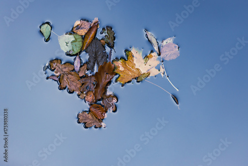 Herbstlaub auf dem Wasser