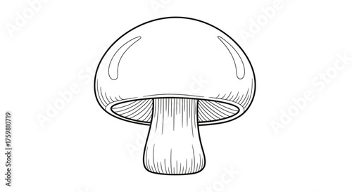 Detailed Line Art Drawing of a Single Mushroom.