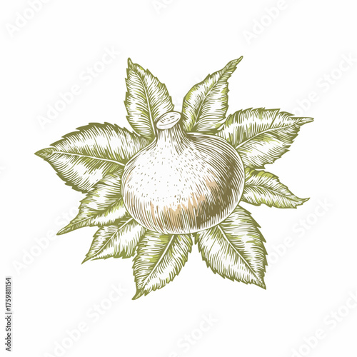 Hand drawn illustration of fresh burrata cheese with basil leaves