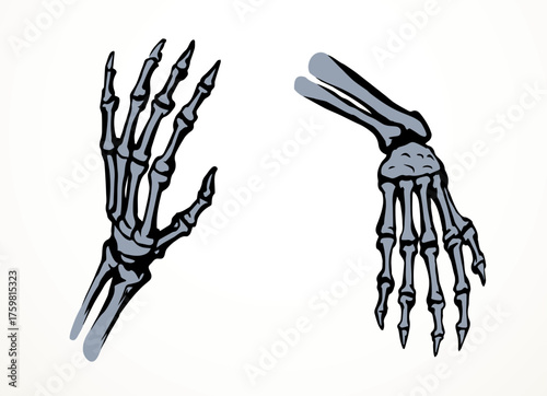 Vector drawing. Bones of the hand