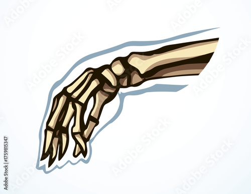 Vector drawing. Bones of the hand