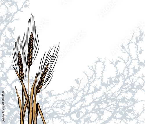 A Bible parable. The grain fell into the thorns. Vector drawing