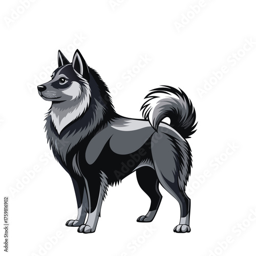 A vector illustration of a black and white dog, possibly a border collie or shetland sheepdog, sitting as an isolated purebred mammal on a white background