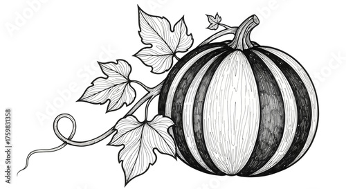 Striped Pumpkin with Vine and Leaves Hand Drawn Sketch.