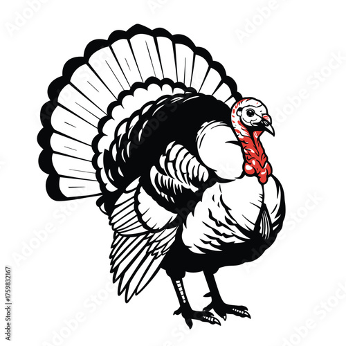 Majestic turkey displays elaborate fan tail feathers with red wattle detailed sketch silhouette