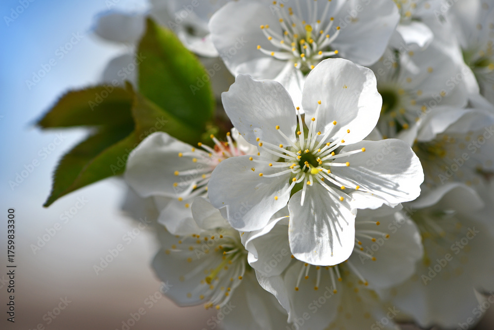 Fototapeta premium Prunus avium. White oriental cherry. white spring flowers on the tree, in the garden. cherry blossoms. delicate flowers on a branch. natural background. idea of the spring awakening. close-up. focus