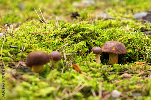 Boletus mushrooms growing in autumn moss forest green natural soft bokeh background