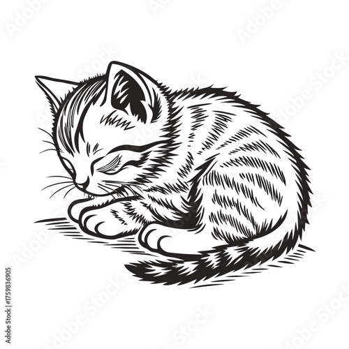 Vintage Engraving Style Illustration of a Sleeping Curled Up Kitten