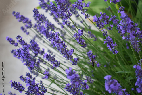 Close-up of blooming lavender flowers in the garden