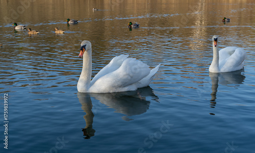 oiseau