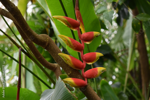Red and yellow heliconia flower in tropical jungle