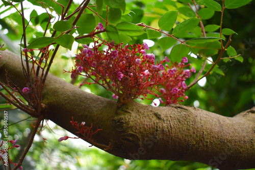 Tropical pink and green flower blooming on tree branch