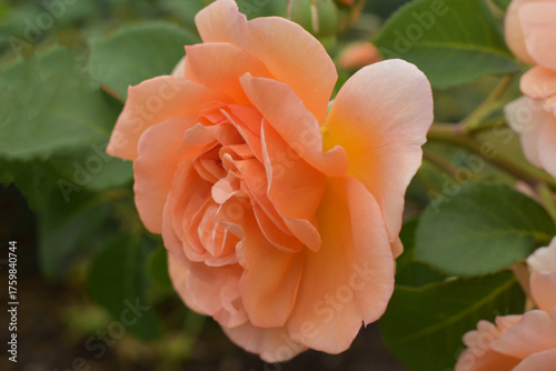 Beautiful peach rose blooming in summer garden