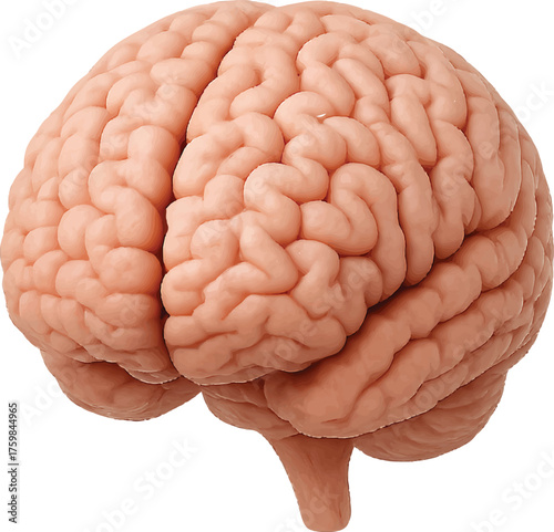 Human Brain Vector Illustration Isolated on White Background