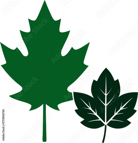 Maple leaf and oak leaf icons Silhouette black , white background 