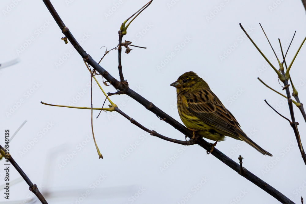 Fototapeta premium robin on branch