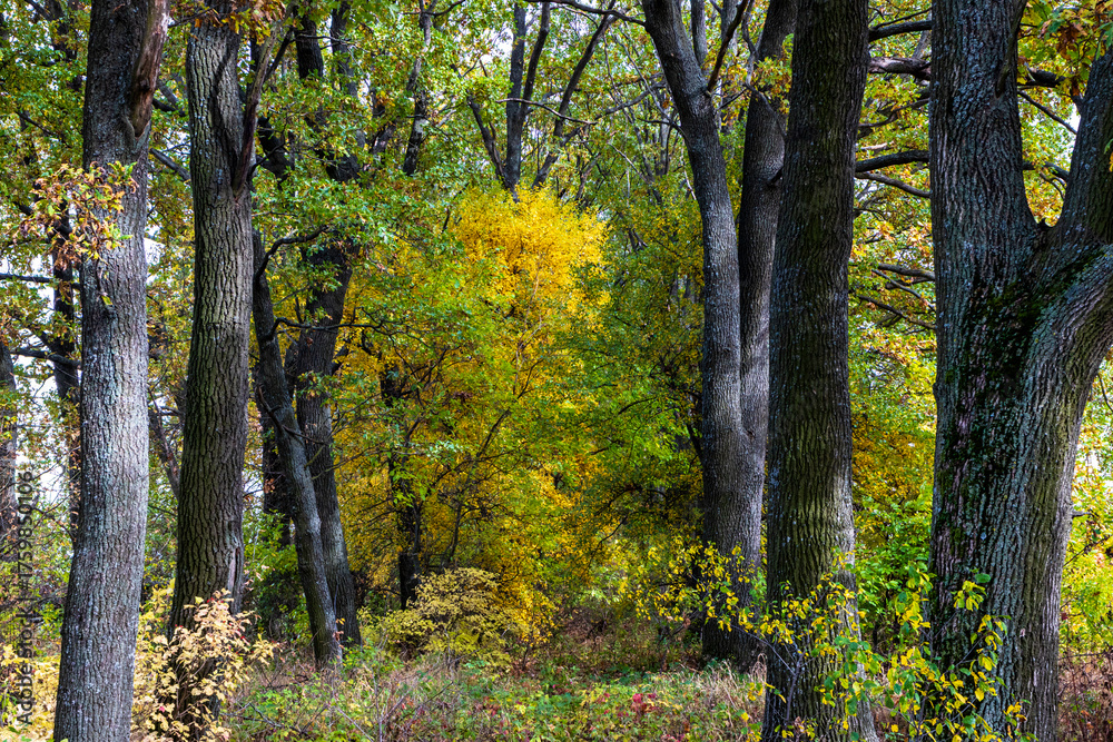 Obraz premium autumn in the forest