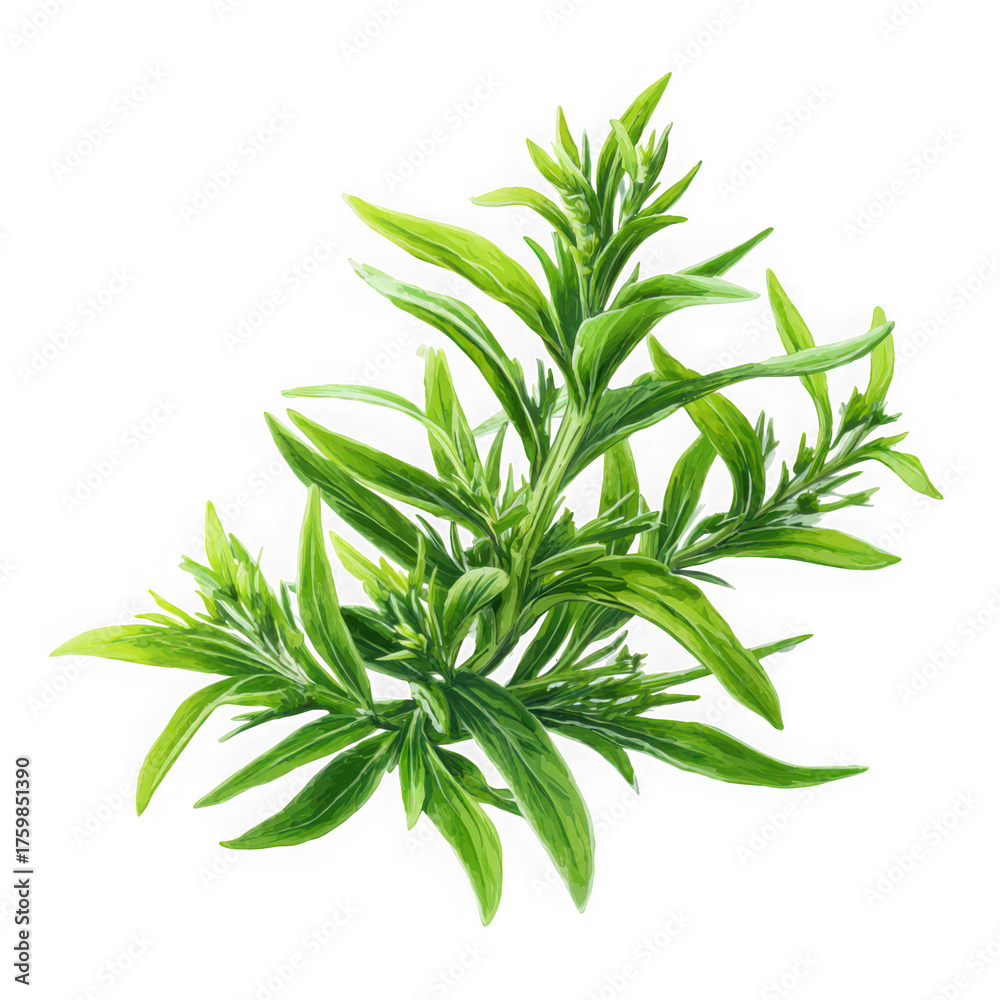 Fototapeta premium illustration of tarragon.,on white background