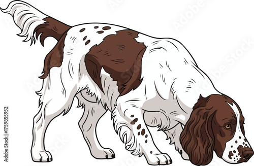 English Springer Spaniel dog sniffing ground vector illustration