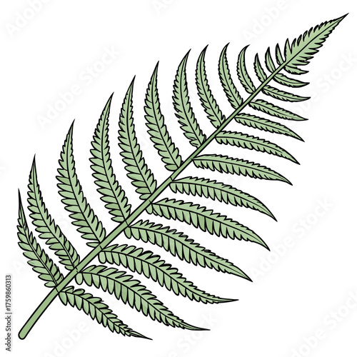 Illustration of light green fern frond with black outline detail