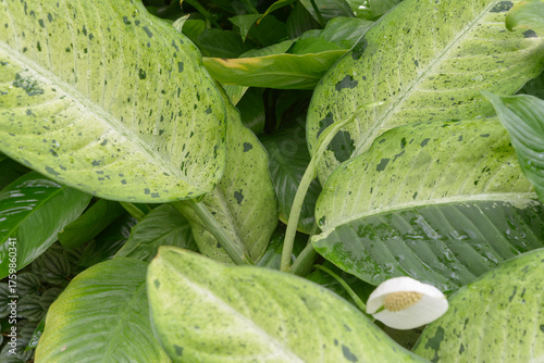 close-up of Dieffenbachia, commonly known as dumb cane, a popular tropical houseplant prized for its lush, variegated foliage and easygoing nature