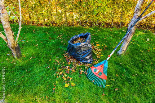 Close up view of plastic bag with collected autumn leaves and rake near trees on background of green garden lawn. Sweden.