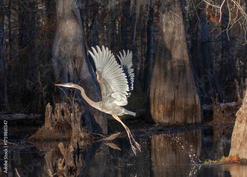 Obraz na plátně Great Blue heron takes off in the bayou Louisiana with water trail as goes airbo