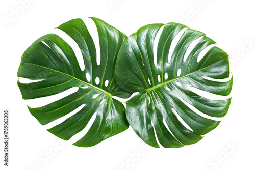 Two large, glossy, deep-green tropical Monstera leaves, with unique split patterns