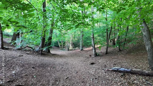 Walking through a peaceful green forest trail surrounded by trees in summer