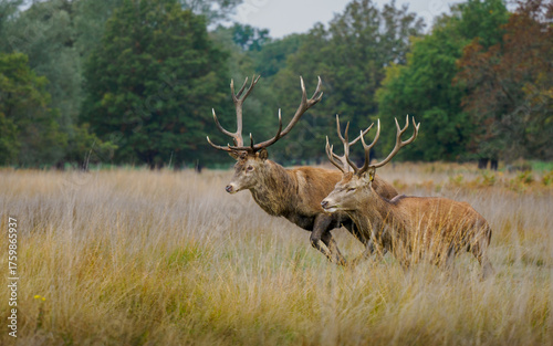 Two red deer running
