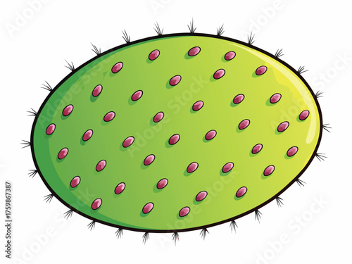 Vector art of green prickly pear cactus pad with small pink fruits