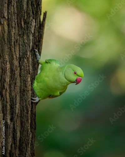 Valokuva Kramer parrot