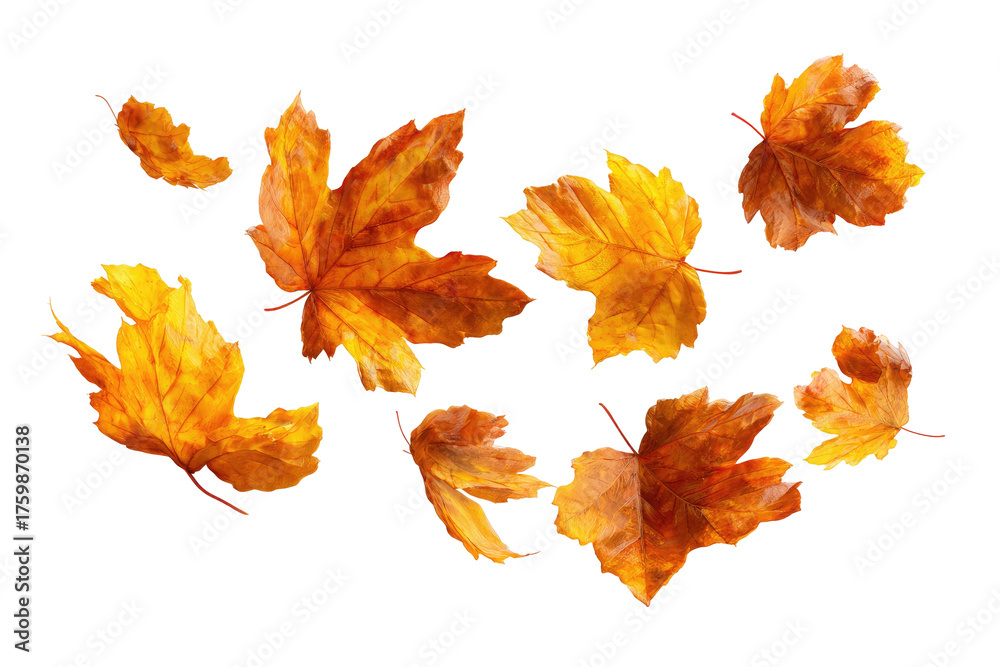Fototapeta premium Watercolor rendering of autumn maple leaves in various shades of gold, brown, and orange, scattered on black