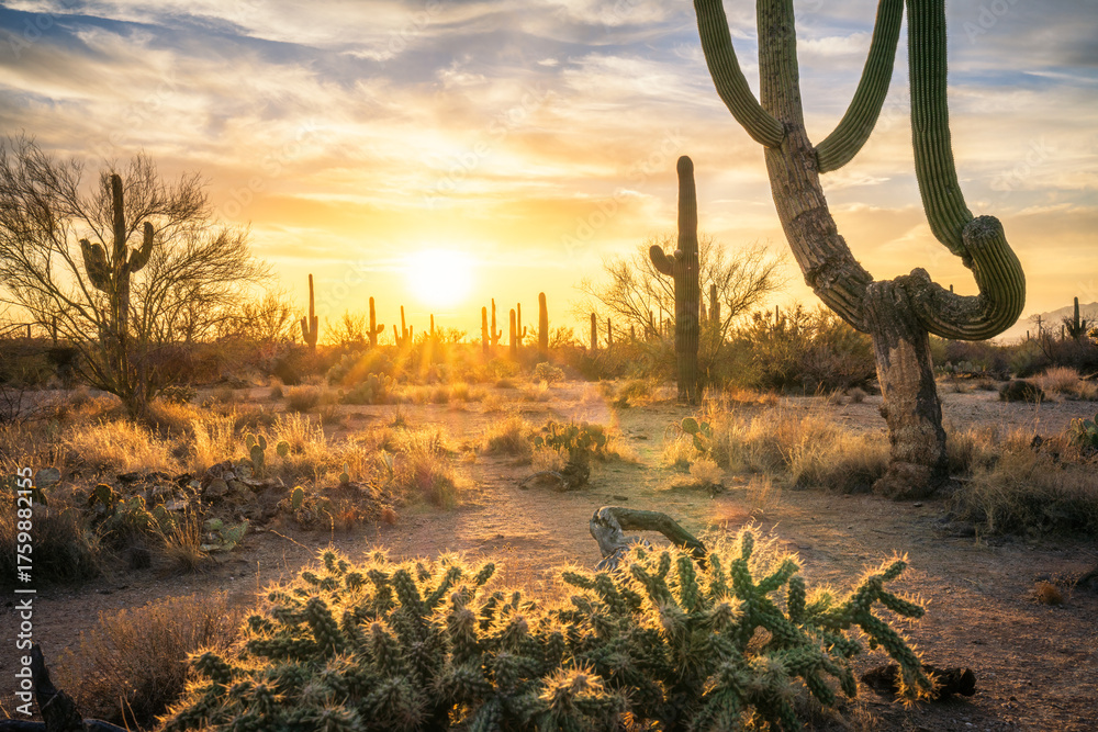 Fototapeta premium sunset at saguero national park in arizona, usa