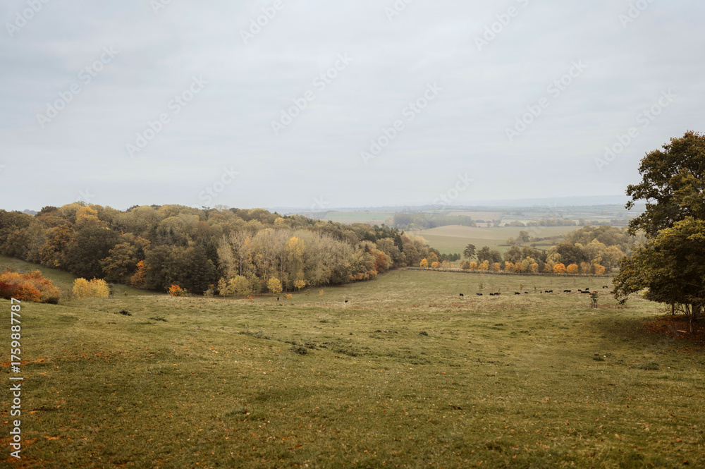 Fototapeta premium Scenic autumn view of a vast countryside featuring hills, grazing animal and a moody sky, showcasing natural beauty and tranquility.