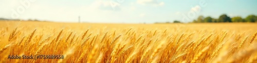 A field of golden grain swaying gently in the breeze, completely devoid of any living creatures Empty, vast, and peaceful under a clear sky , farmland, crop, lonely